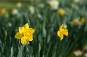 closeup of yellow daffodils in a public garden