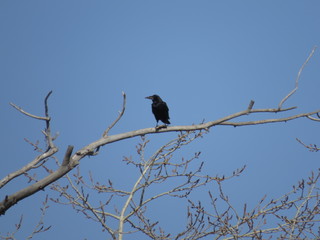 rook