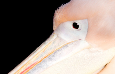 Close-up of a pink pelican