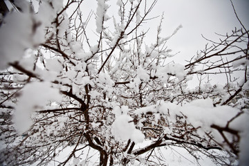 Snow Tree  Winter  White Sky  Frost  Frozen Branches Nature Landscape