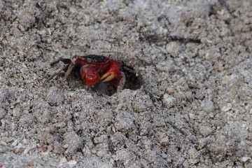 crab mangrove