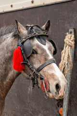 a horse tied to a truck at the animal fair