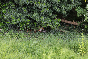 Fox cubs