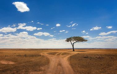 Fototapeta na wymiar National park Maasai Mara - Kenya