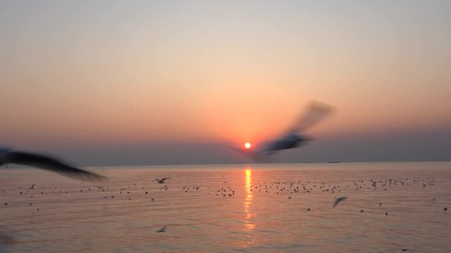 Group of seagulls in flight over the beach.Gull bird flying hover come around to eat on beautiful twilight sunset sky over the sea at Bang Pu, Thailand.Freedom,Vacation,Travel,Holiday Concept.