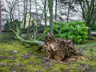 Der heftige Sturm hat eine Baum umgerissen