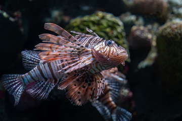 Feuerfisch, Rotfeuerfische, Löwenfische im Aquarium 