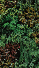 Obraz premium Tropical green leaf