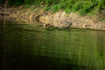 Jaguar in the jungle of Siurinam