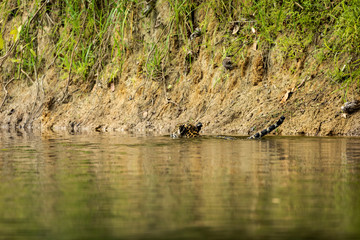 Jaguar in the jungle of Siurinam
