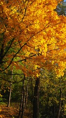 Fototapeta na wymiar View of a beautiful autumn landscape in the forest