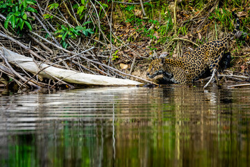 Jaguar in the jungle of Siurinam