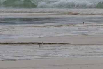 greater sand plover
