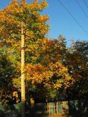 View of a beautiful autumn landscape in the forest