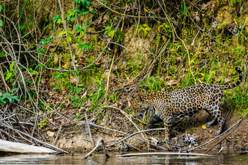 Fototapeta na wymiar Jaguar in the jungle of Siurinam