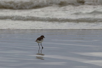 greater sand plover