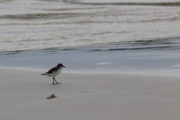 greater sand plover