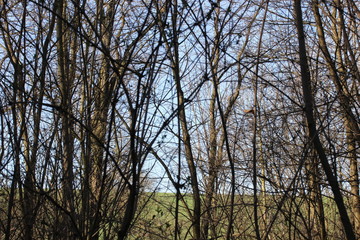 Nature of sring, Czech republic, Europe