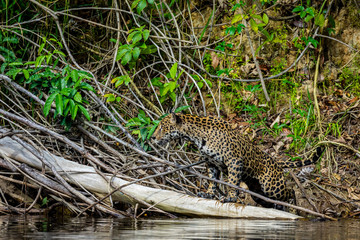 Jaguar in the jungle of Siurinam
