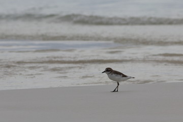 greater sand plover