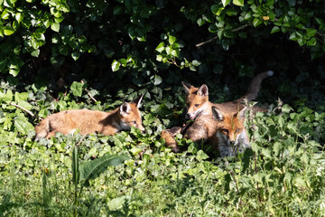 Fox cubs