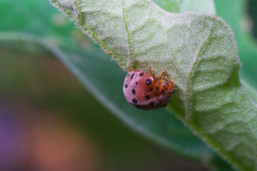 A Ladybird (ladybug) on the leaf with diagonal composition