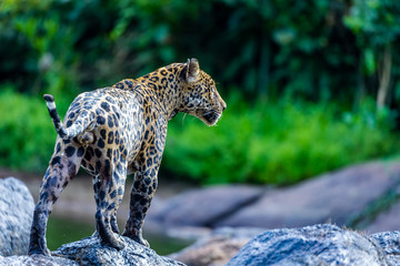 Jaguar in the jungle of Siurinam