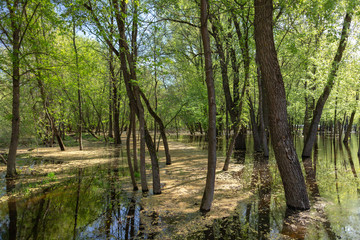 Fototapeta na wymiar Flooded with river water wood near beach on sunny spring morning. Horizontal color photography.