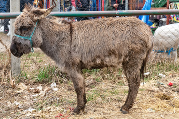 Ruma, Serbia - March 03, 2019: A donkey at the animal fair