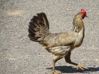 rooster on farm