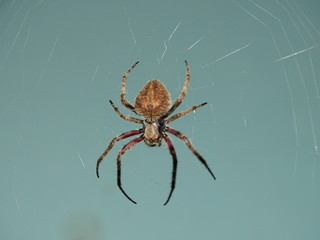 spider on web