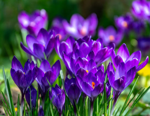 Lot of deep blue-violet crocuses Ruby Giant on natural garden background. Soft selective focus. Spring theme for design.