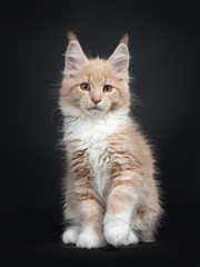 Cute cream with white Maine Coon cat kitten sitting up facing front. Looking at camera with golden brown eyes. One paw lifted from ground. Isolated on black background.
