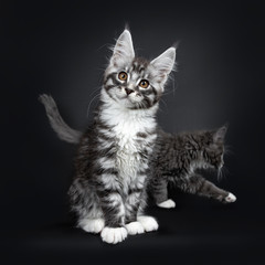 Fototapeta na wymiar Cute silver black tabby Maine Coon cat kitten, sitting up facing front. Looking curious at camera with tilted head and brown eyes. Isolated on black background. Photobombed by other kitten in the back