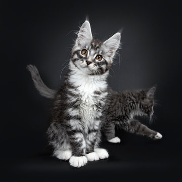 Cute silver black tabby Maine Coon cat kitten, sitting up facing front. Looking curious at camera with tilted head and brown eyes. Isolated on black background. Photobombed by other kitten in the back