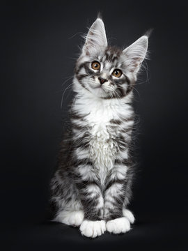Cute silver black tabby Maine Coon cat kitten, sitting up facing front. Looking curious at camera with tilted head and brown eyes. Isolated on black background.