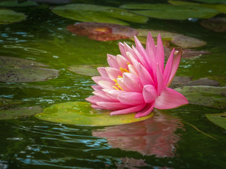 Beautiful pink water lily or lotus flower Perry's Orange Sunset. Nymphaea is reflected in the water. Soft blurred background of dark leaves from an old pond. Nature concept for design