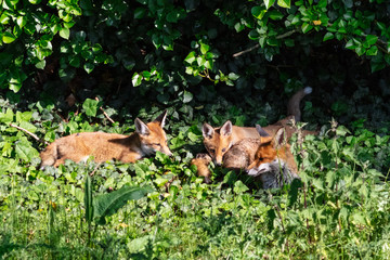 Fox cubs