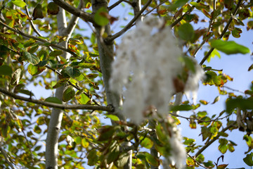 Summer landscape. Poplar fluff. Poplar fluff is not to blame for allergies, Summer starts with a poplar fluff. Magic poplar.