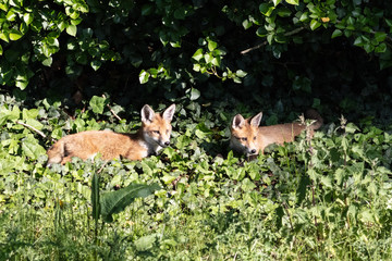 Fox cubs