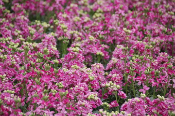 Blur Photo of Pink Flower Meadow in Spring