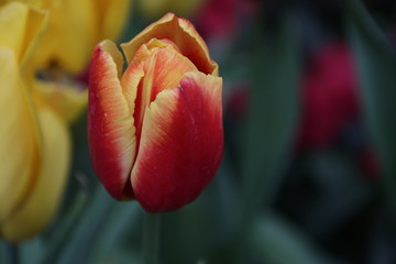 Yellow and Red Tulip in Summer