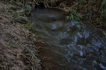 stream in forest