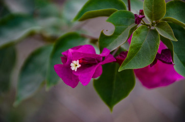 flower in the garden