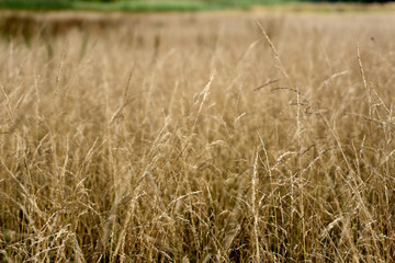 beautiful background with fluffy dry grass in autumn field .