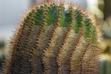 The cactuses