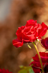 Flowering red roses in the garden.