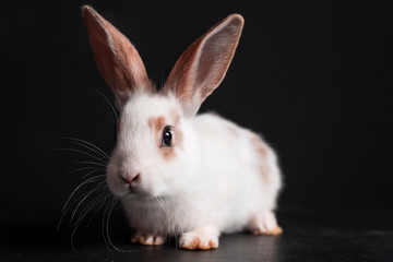 Obraz premium EASTER BUNNY