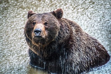 Obraz premium brown bear bathing in a lake while raining