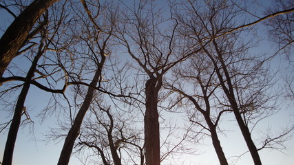 tree in winter